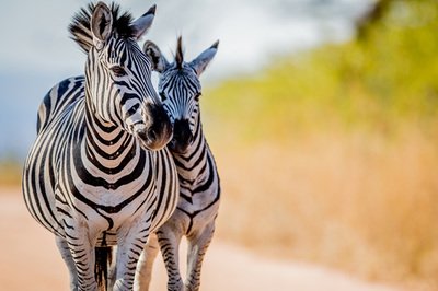 Zebras at Kruger National Park, South Africa