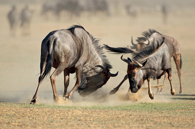 Wildebeest fighting in the Kalahari Desert, South Africa