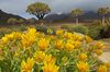 image 3 for SOUTH AFRICA: KALAHARI SAFARI + WILDFLOWERS TO CAPE in Africa