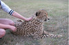 image 2 for Family Adventures Safari holiday in South Africa