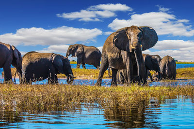 Elephants in Chobe National Park, Zimbabwe