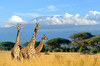 image 2 for GRAND KENYA: SAMBURU + SWEETWATERS + MARA + AMBOSELI in Kenya