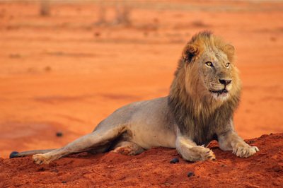 Lion in Tsavo National Park, Kenya