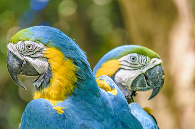 Ecuador parrots