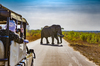 image 4 for KRUGER PARK SAFARI, SOUTH AFRICA + MAURITIUS in South Africa