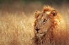 image 3 for SOUTH AFRICA: KRUGER PARK SAFARI + CAPE TOWN in Cape Town