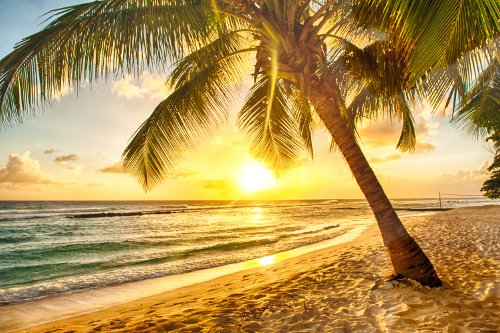 Palm tree and sunshine on a tropical Caribbean beach