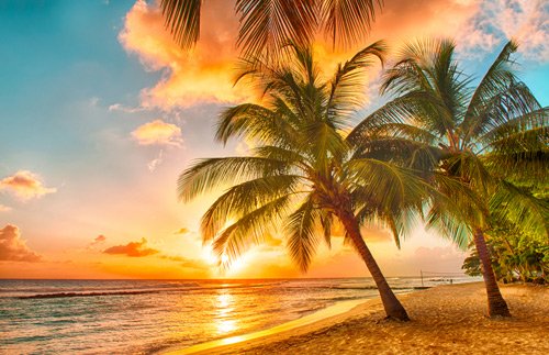 Palm trees on Barbados beach