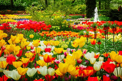Tulips at Keukenhof Gardens, the Netherlands