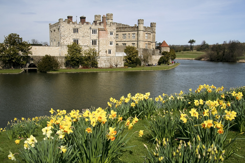 Daffodils at Leeds Castle, Kent