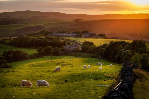 Sheep grazing on a lush field in Yorkshire in rolling hills at sunset