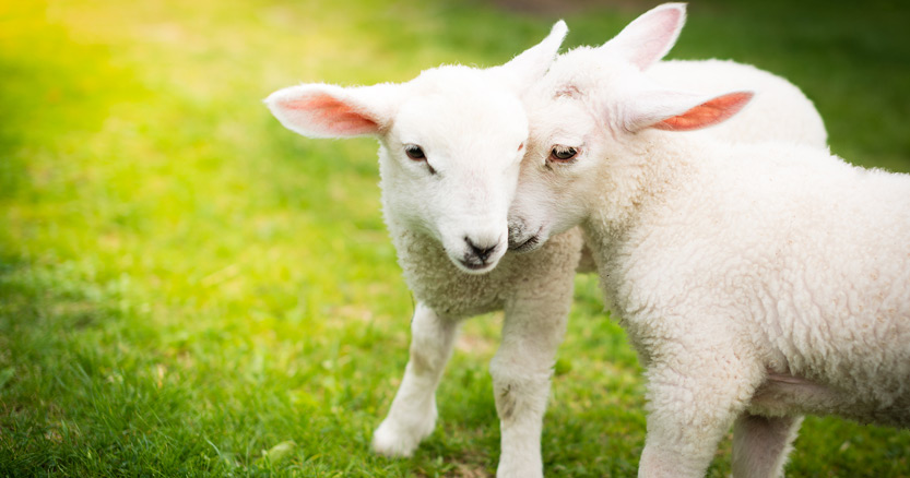 Two cute lambs nuzzling each other in a field