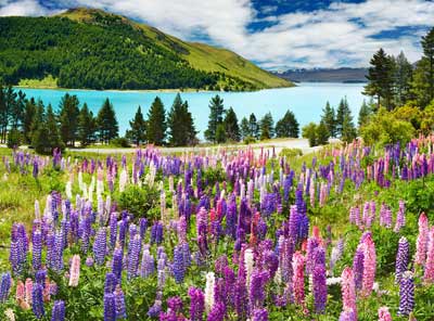 Lake Tekapo flowers and mountains, New Zealand