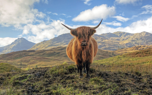 Scottish Highlands cow