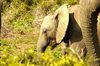 image 3 for SOUTH AFRICA: PILANESBERG SAFARI + MAURITIUS in South Africa