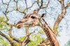image 5 for SOUTH AFRICA: PILANESBERG SAFARI + MAURITIUS in South Africa