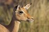 image 9 for SOUTH AFRICA: PILANESBERG SAFARI + MAURITIUS in South Africa