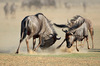image 1 for SOUTH AFRICA: KALAHARI SAFARI + WILDFLOWERS TO CAPE in Africa