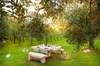 image 16 for Hermes Apartment - Olea Deo in Lake Garda