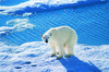 image 1 for Celebrity Alaskan Cruises in Alaska