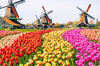 image 3 for Dutch Tulip Experience in Amsterdam