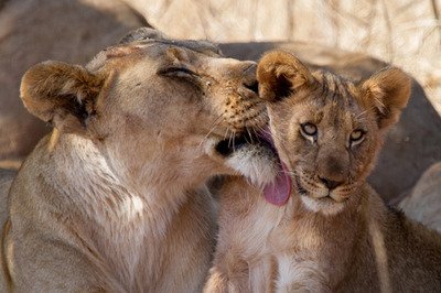 Lions at Madikwe Game Reserve
