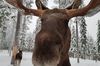 image 15 for The Friendly Moose in Lapland