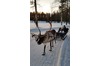 image 39 for The Friendly Moose in Lapland
