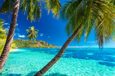 Palm trees on a sandy beach in Tahiti