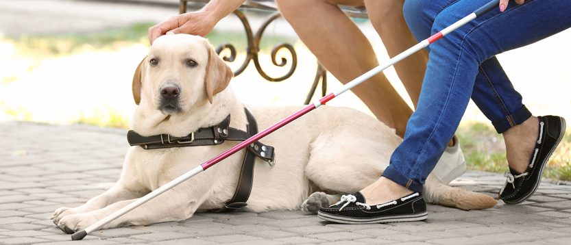 Couple sitting on a bench with a guide dog