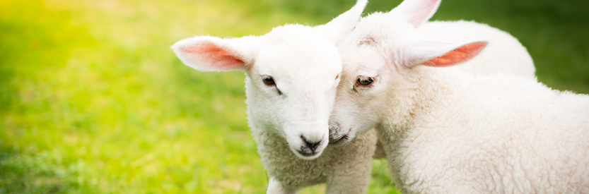 Lambs on a farm