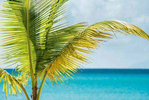 Palm tree on tropical Caribbean beach