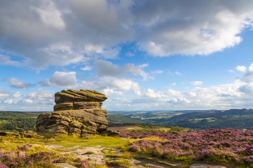 Top of a hill with heather in the background