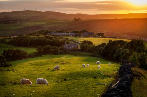 Sheep on fields