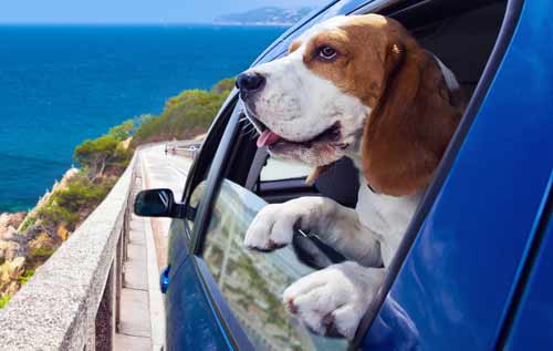 Dog looking out car window