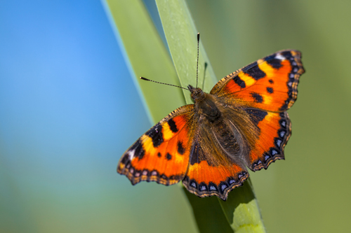 Small tortoiseshell butterfly close up on a plant