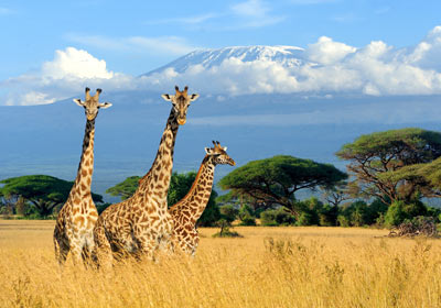 Giraffes on safari, Mount Kilimanjaro