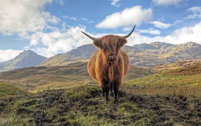 Highland cattle in Scotland