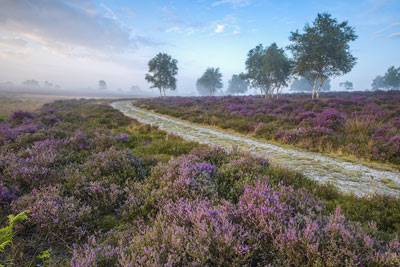 Heather fields, Suffolk