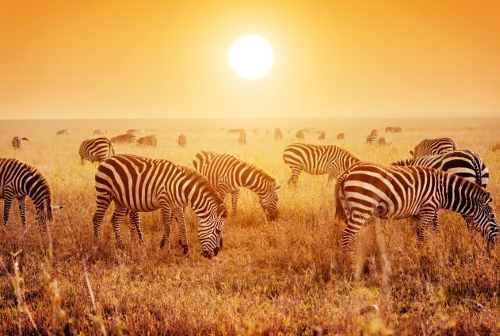 Zebra grazing in a field in South Africa