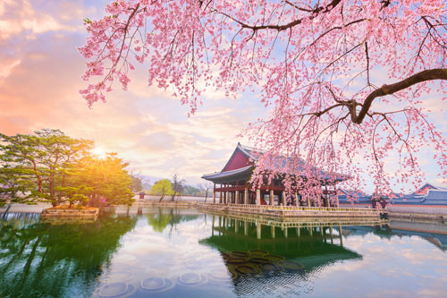 Flowers and lake at Gyeongbokgung Palace, South Korea