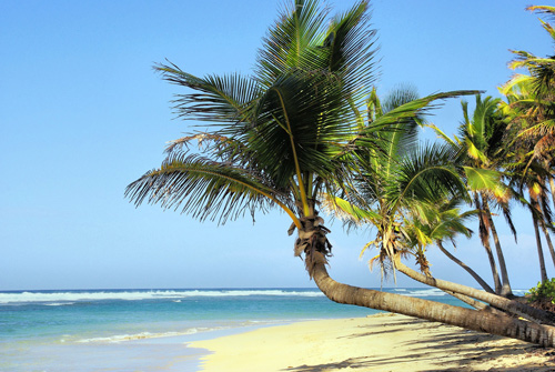 Coconut trees on Cuban beach