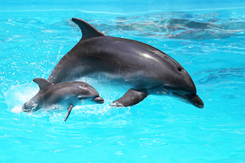 Dolphins in Caribbean sea