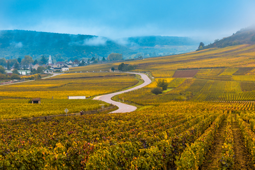 Rolling vineyards in Burgundy, France