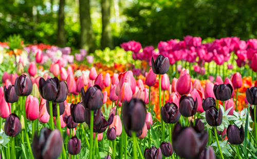 Beautiful multicoloured tulips at Keukenhof Gardens, in the Netherlands