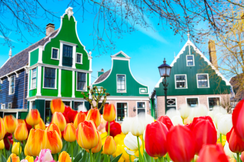 Tulips and traditional buildings in Zaanse Schans, near Amsterdam, Netherlands