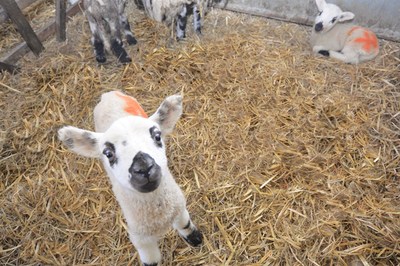 Lambs at a disabled-friendly holiday cottage on working farm in Dorset