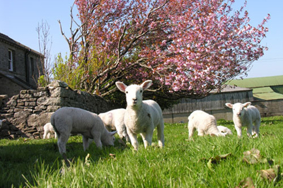 Lambs in a green field at an accessible holiday cottage on a working farm in Teesdale