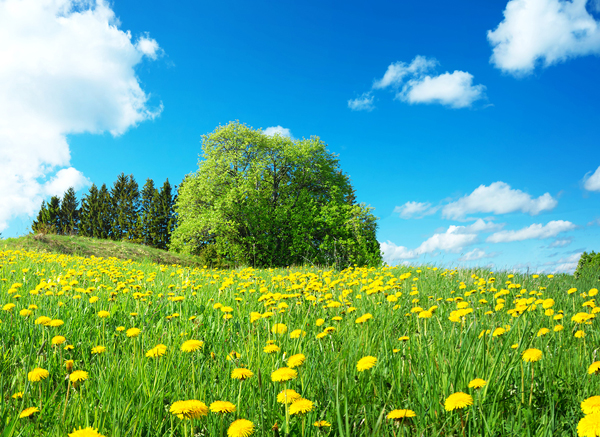 Beautiful sunny spring meadow