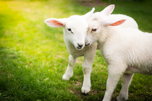 Cute lambs nuzzling on a field